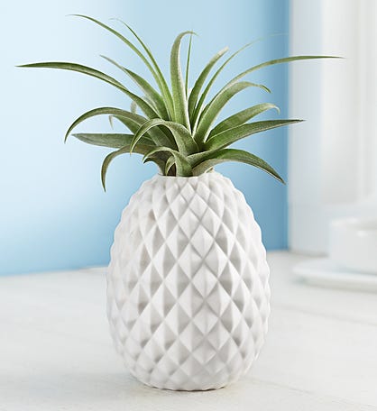 Pineapple Air Plant by Southern Living® 